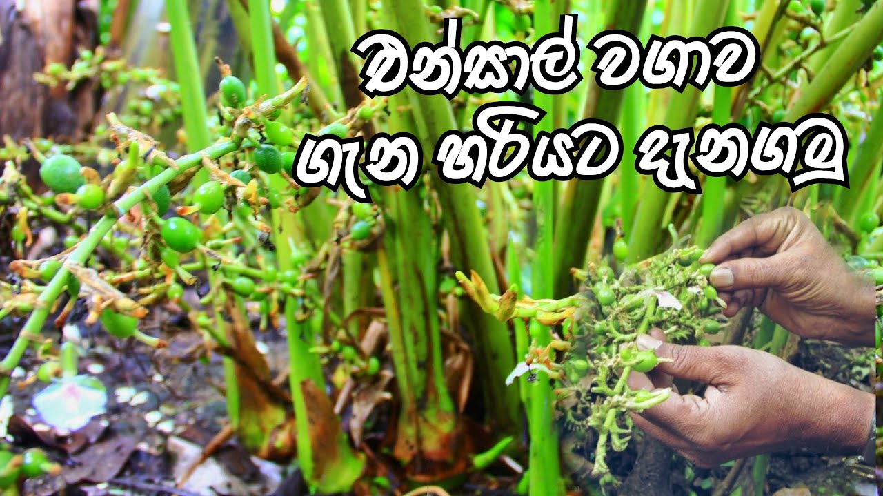 සල්ලී මවන එන්සාල් වගාව ගැන දැනුවත් වෙමු 💰💰 ගොවි ගෙදර govi gedara