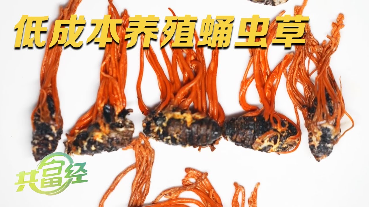 一亩地收入高达30万！揭秘低成本蛹虫草种植模式：把蚕蛹搅碎倒入种植液，虫草长势更加生猛！|「共富经」20240122