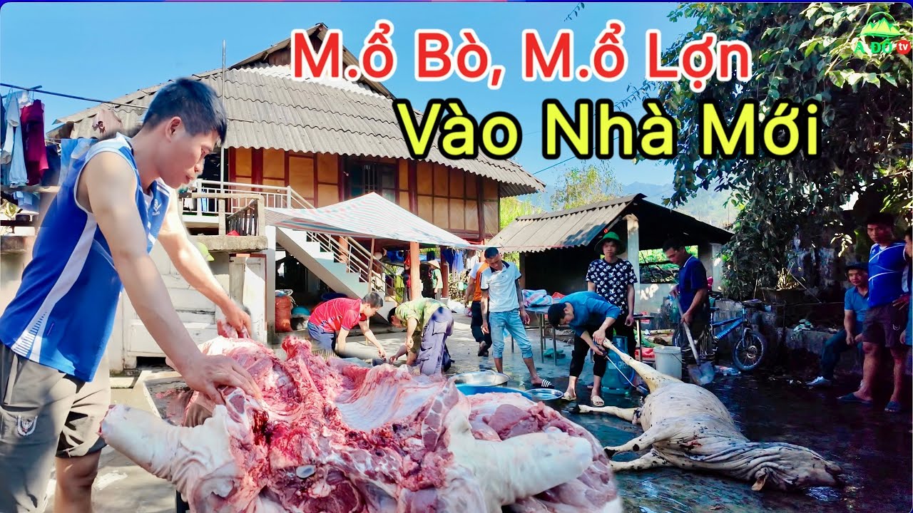 Choáng Ngợp Cảnh Chuẩn Bị Vào Nhà Mới Ở Bản Người Thái – M.ổ Bò, M.ổ Lợn, Lạp Sống & Pịa Bò