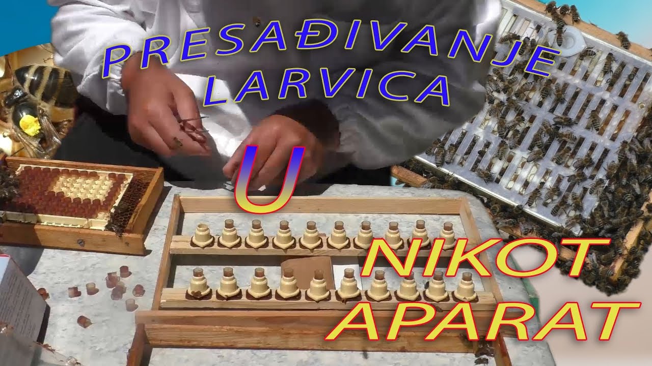 Nikot aparat presadjivanje jednodnevnih larvica