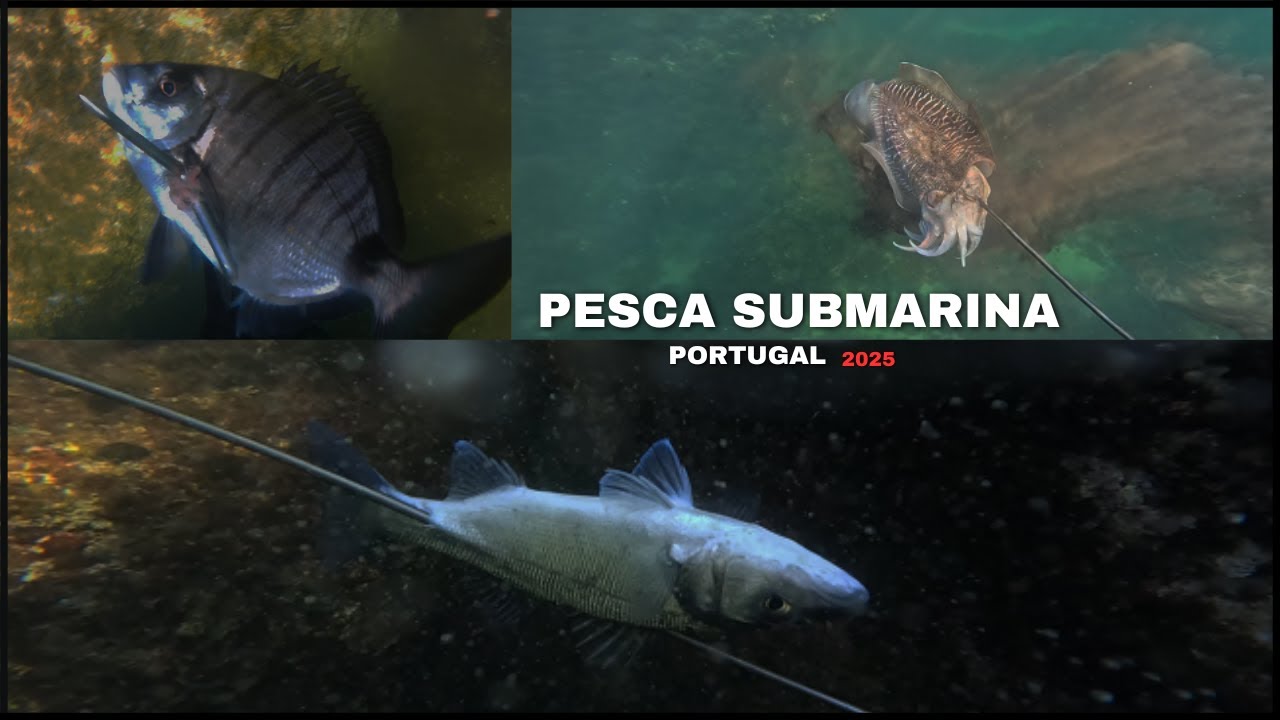 CAÇA SUBMARINA - PORTUGAL 2025