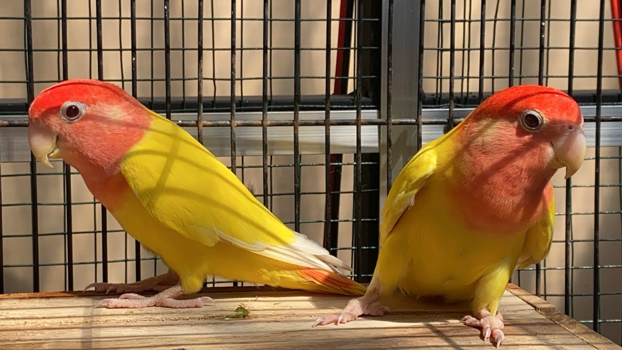 After A Week: Give My Pair of Lutino Opaline Red Eyes Roseicollis Lovebirds A Shower