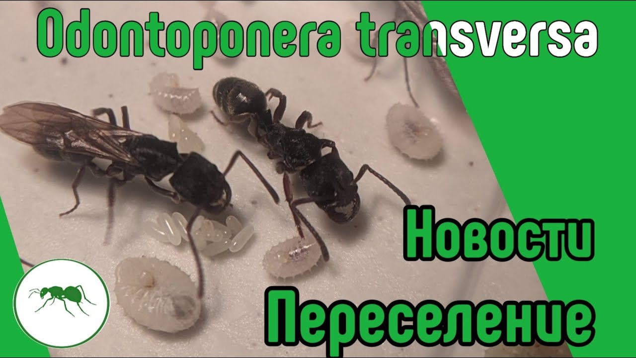ОХОТА и ПЕРЕСЕЛЕНИЕ муравьев Odontoponera transversa - 3 