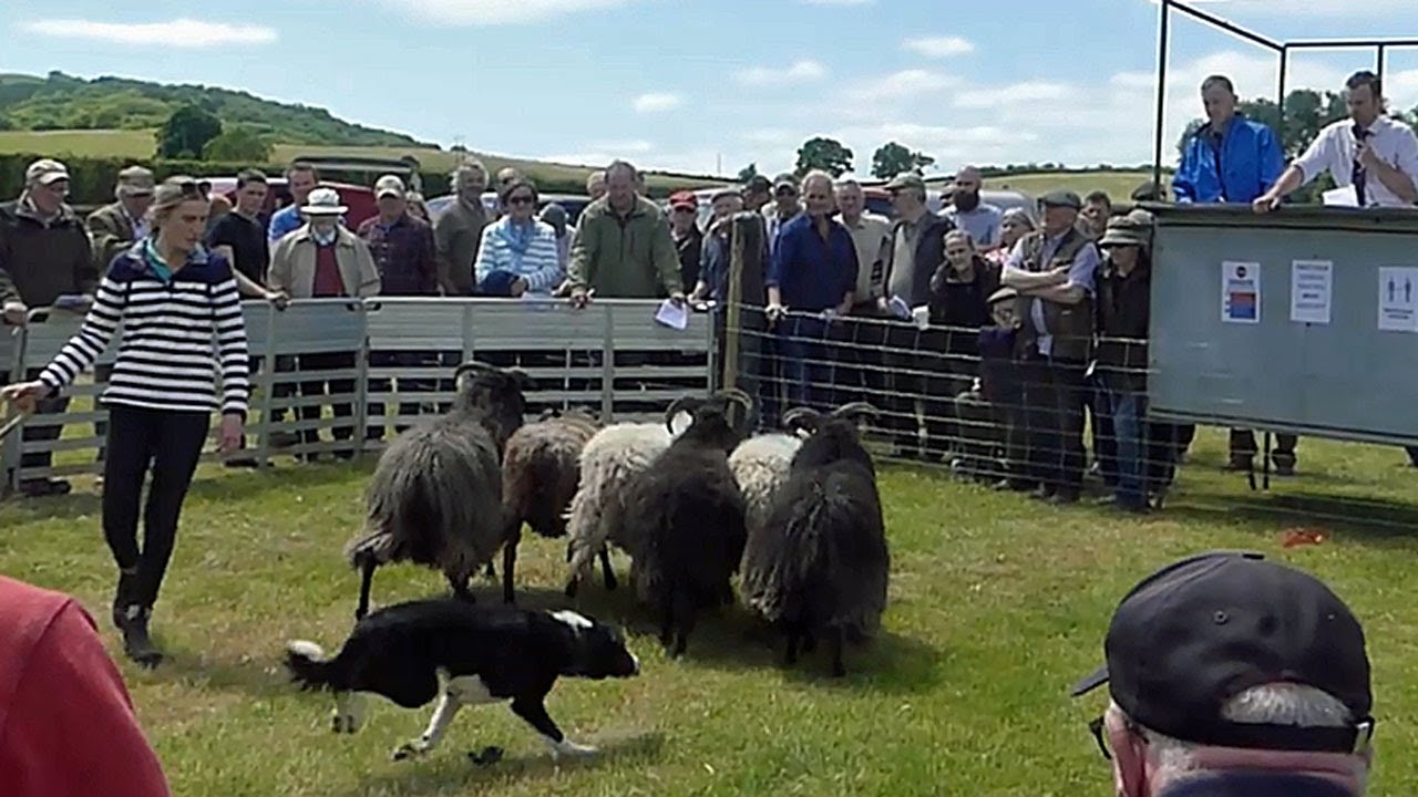 Working Sheep Dog Sale at Usk Showground, South Wales. Sheep dogs pups to one year sheep dogs.