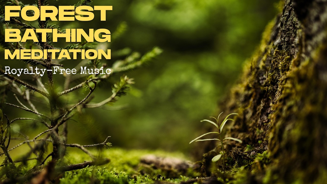 🌿 Forest Bathing Meditation 🌿 CALM | FOCUS | NATURE | RELAX  🌱 Royalty-Free Music 🌱