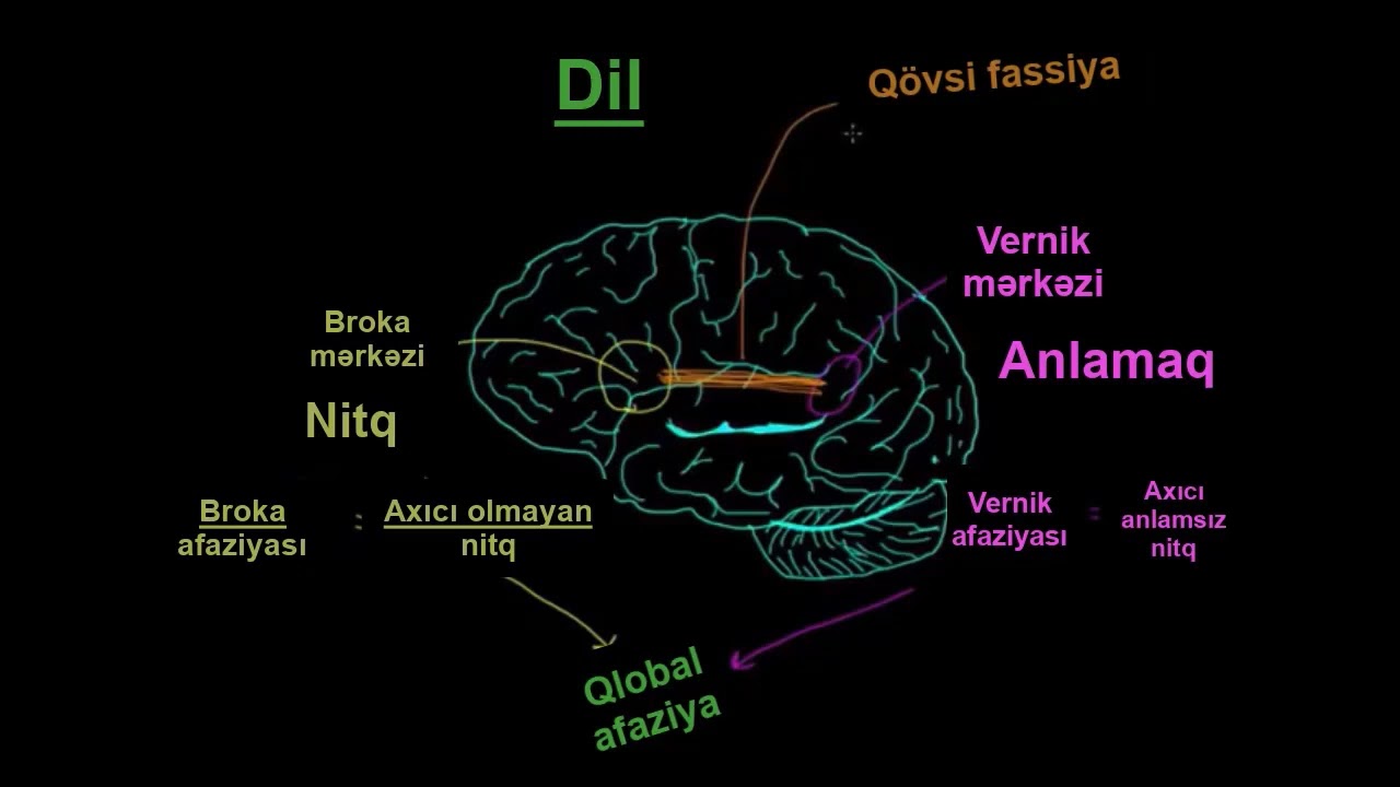 Nitq və beyin: Afaziya və bölünmüş beyinli pasientlər