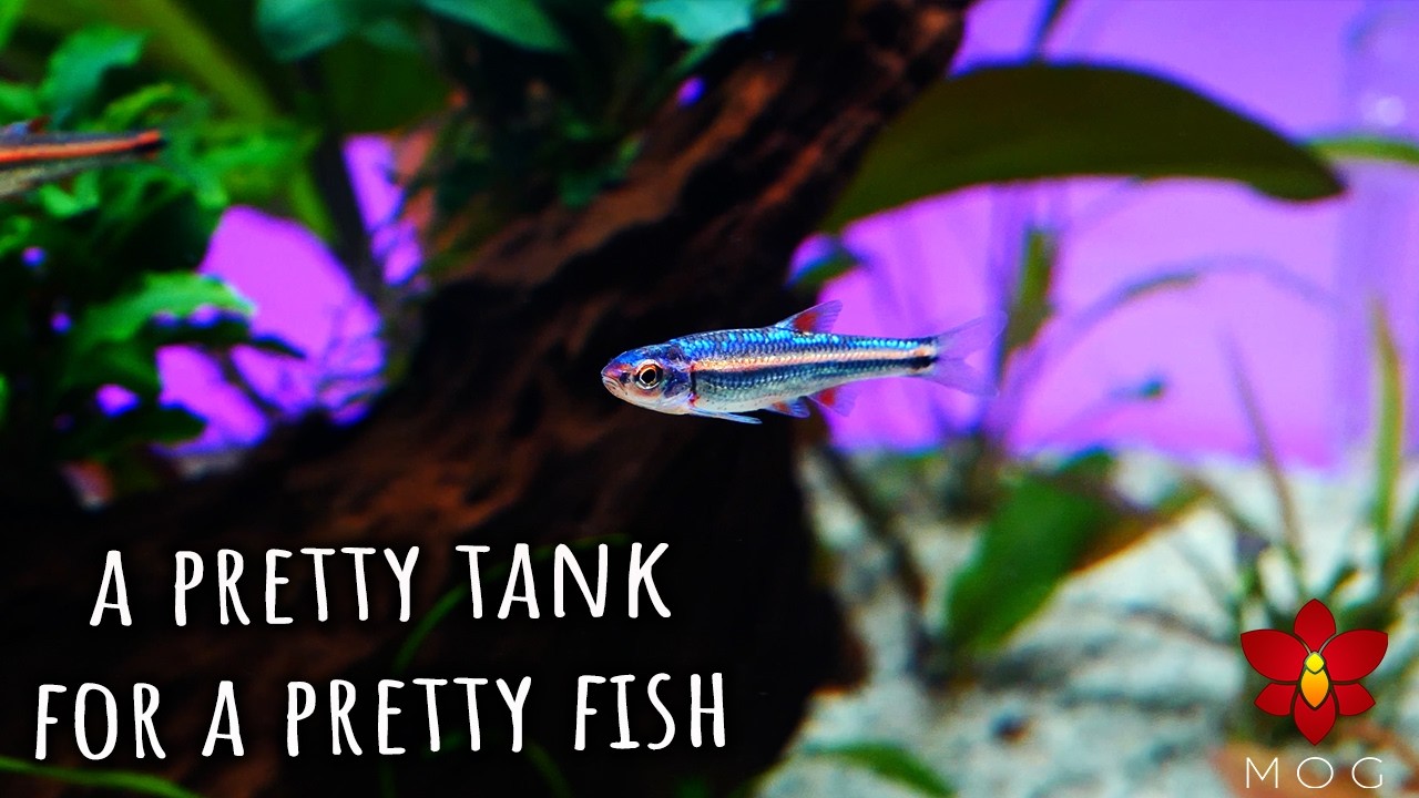 Simple Aquarium Aquascape for the prettiest fish I've ever kept!  - Rainbow Shiners ✨🌈✨