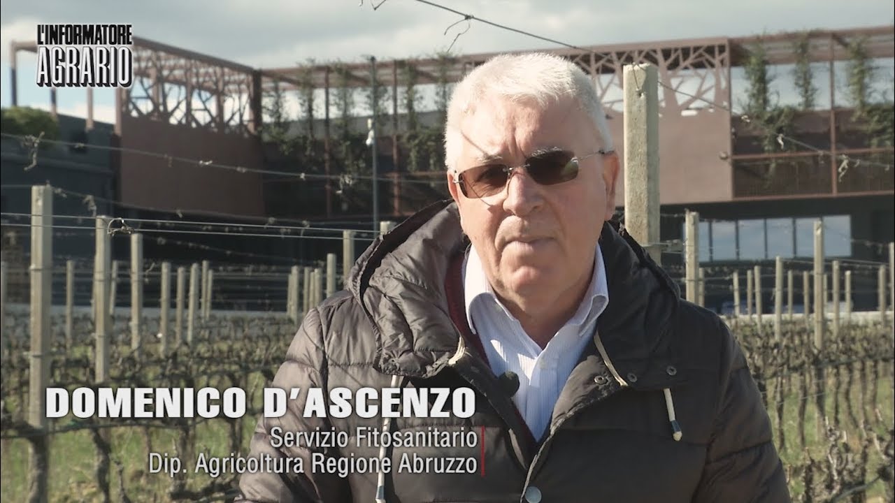 Prevenzione ragionata contro la peronospora della vite