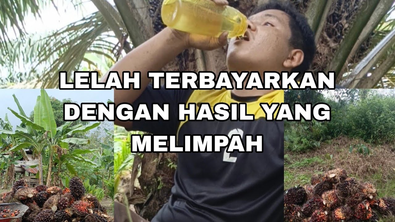 LELAH TERBAYARKAN DENGAN HASIL PANEN YANG MELIMPAH