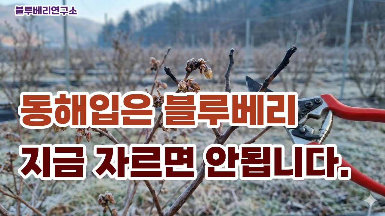 [충격] 블루베리 동해 피해, 지금 전정하면 망하는 이유!!