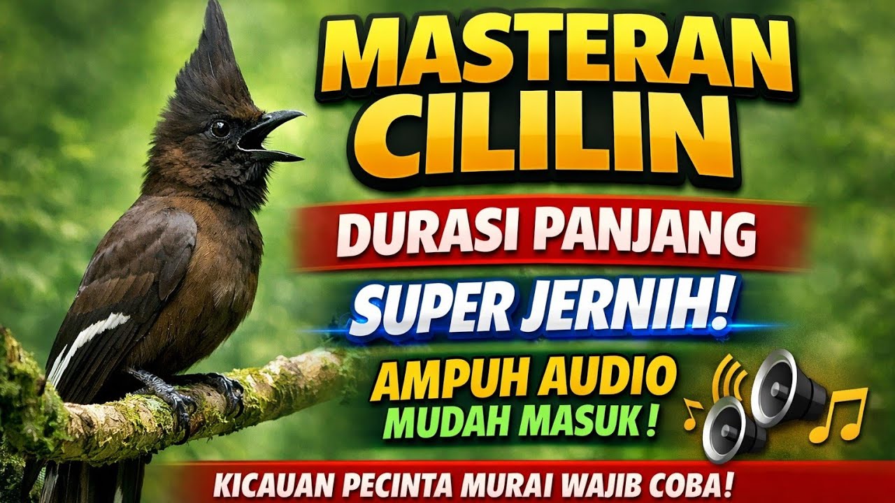 MASTERAN CILILIN JERNIH POOLLL‼️DURASI PANJANG, COCOK UNTUK SEMUA BURUNG.