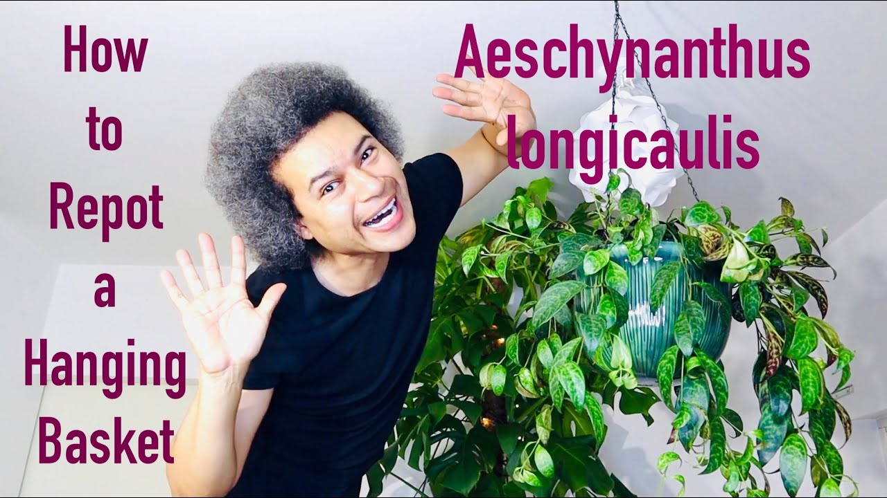 How to Repot an Aeschynanthus longicaulis (Black Pagoda / Zebra Basket Vine / Lipstick Plant)