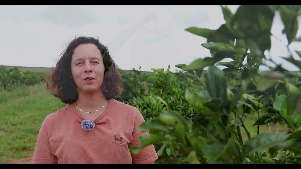 Oranges bio de Bahia : la fazenda Mainau et la maîtrise de notre filière
