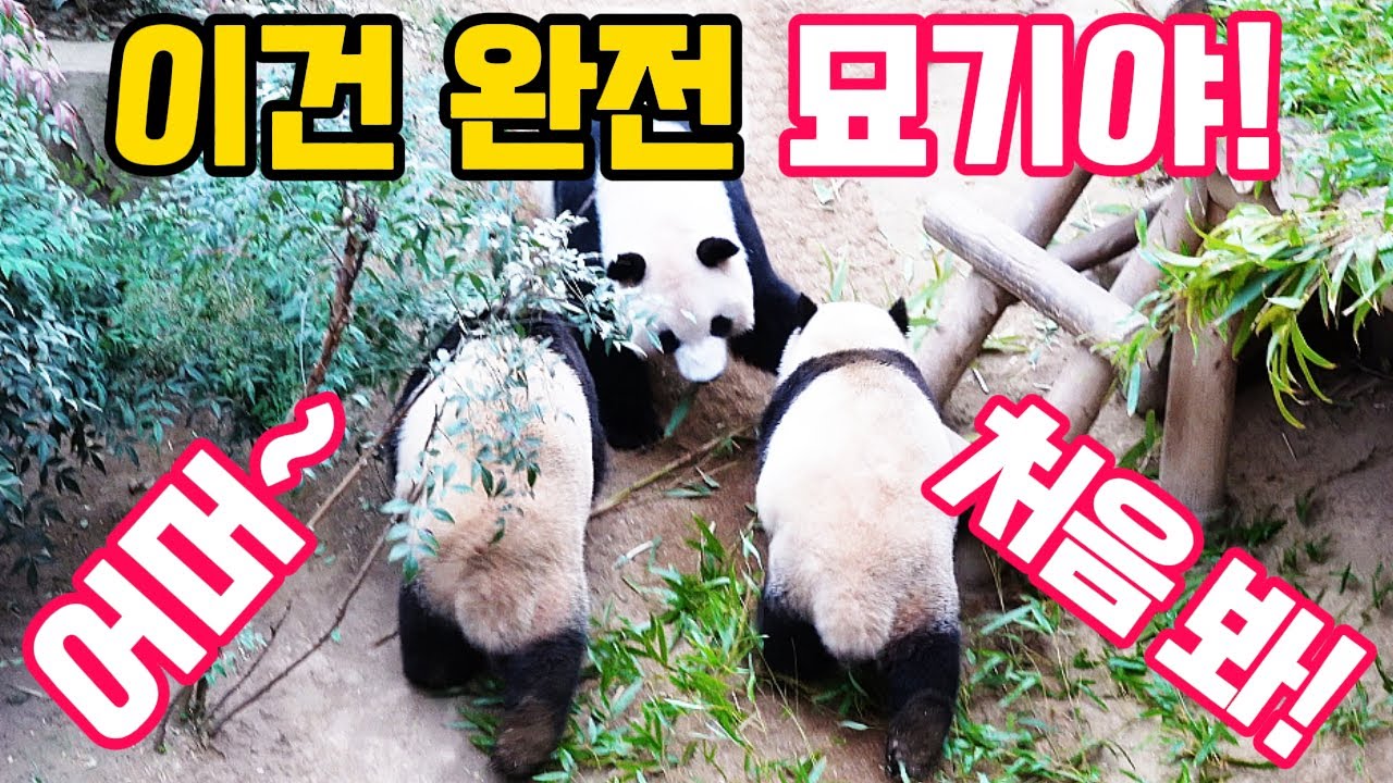 루이, 후이 대단하다 완전 묘기네! 아이바오는 깜짝 놀라는데...😱아기 러바오 너무 귀엽잖아🧸에버랜드 판다월드 바오 가족🐼