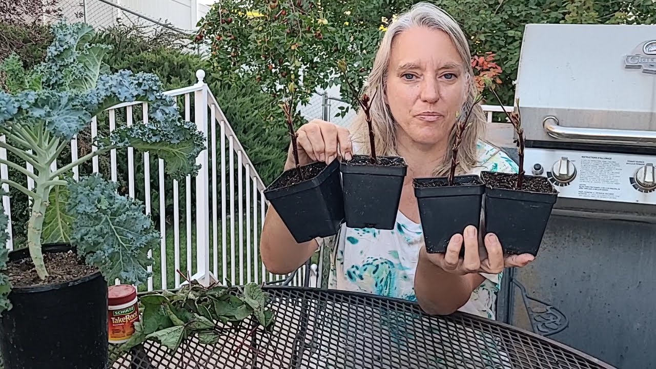 How to Root Roselle Softwood Cuttings