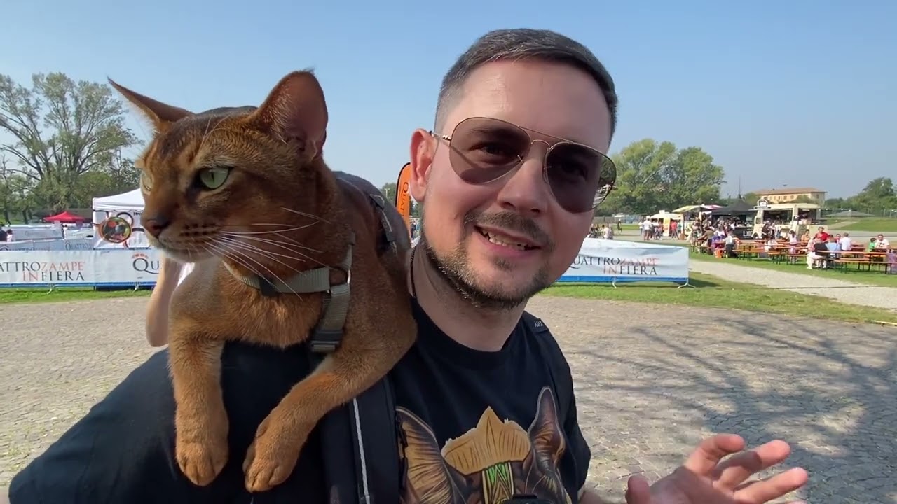 SenSej, gatto Abissino superstar