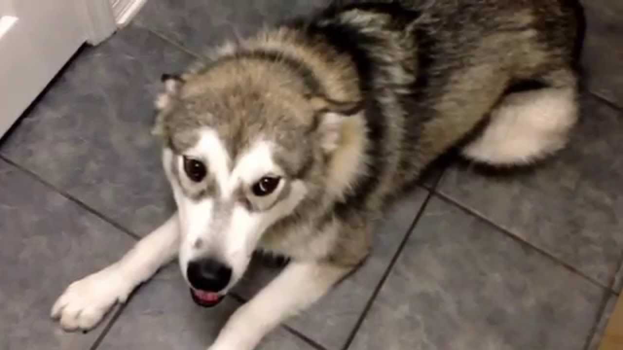 Adopted Alaskan malamute puppy with aggression behavior.