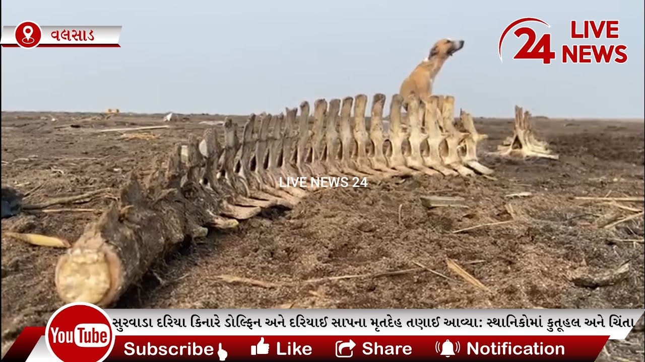 ​વલસાડના સુરવાડા દરિયા કિનારે ડોલ્ફિન અને દરિયાઈ સાપના મૃતદેહ તણાઈ આવ્યા:સ્થાનિકોમા કુતૂહલ અને ચિંતા