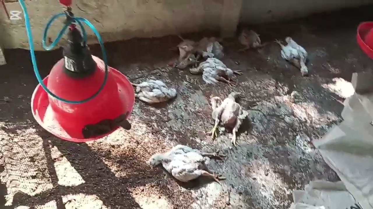 আমান এ গ্রেট রস 308 এর বাচ্চা বয়স 21 দিন এবং 21 তম দিনে যা কিছু করা হলো,