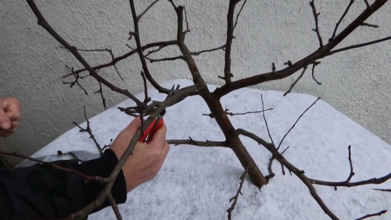 Podstawy cięcia drzew owocowych - jabłoń