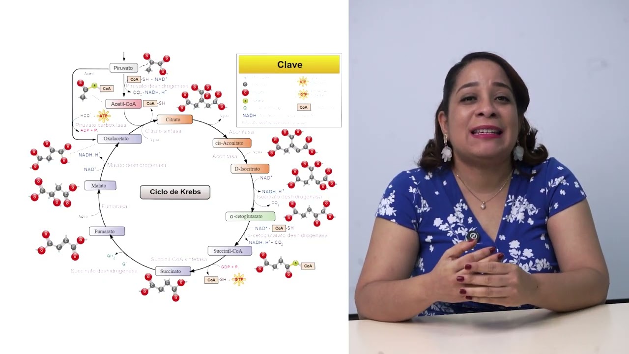 Cellular Respiration Explained Easily | Biochemistry for Students
