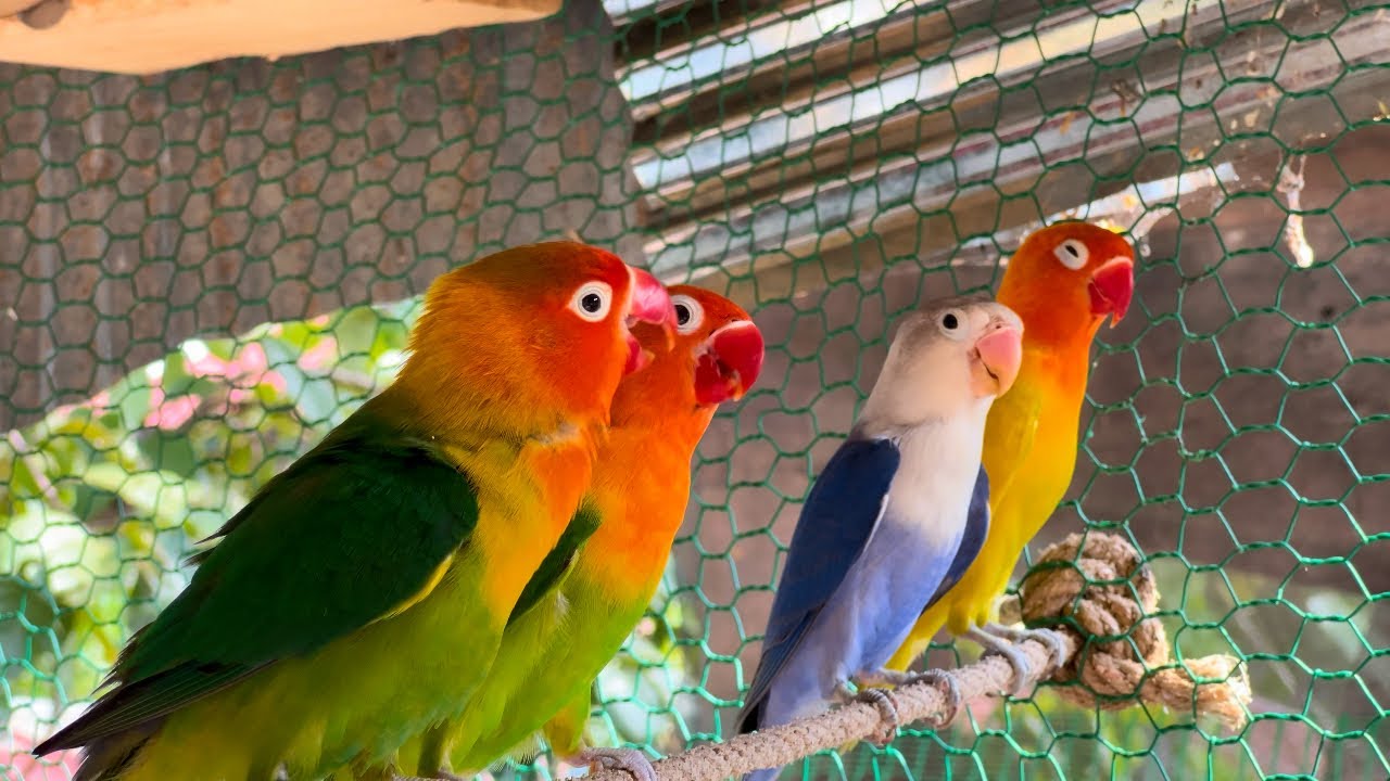 Smart lovebird Parrot | Smart Little Cute Parrot #lovebird #cute #parrot