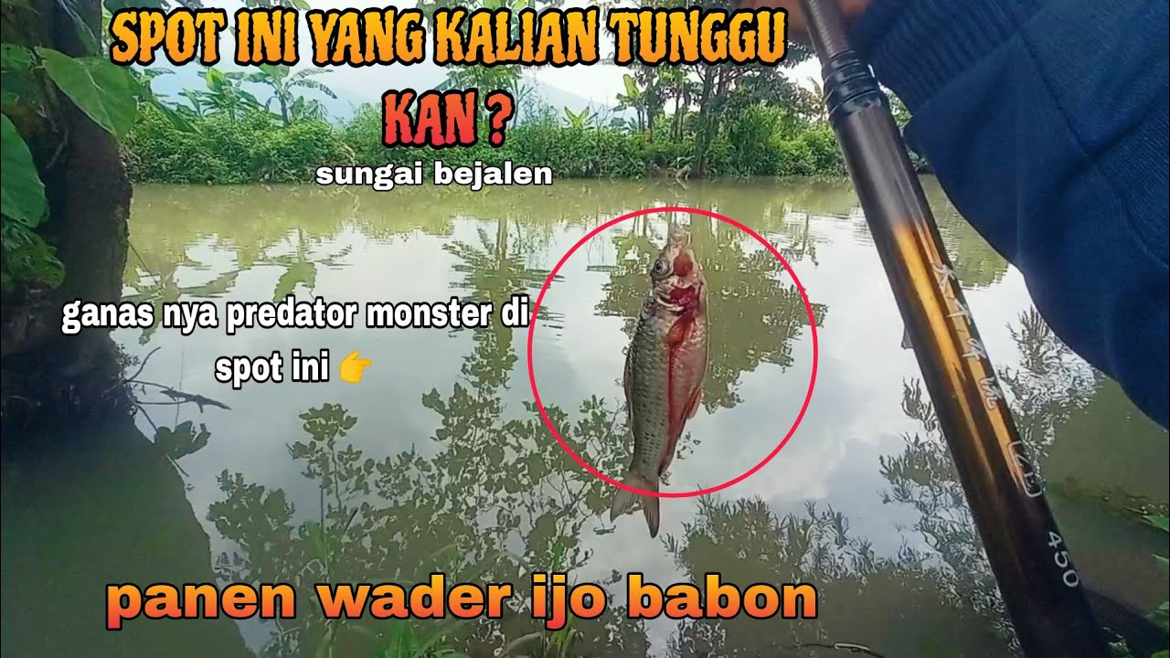 SPOT VIP DI SUNGAI BEJALEN RAWAPENING !!! PANEN IKAN NILEM RAWA