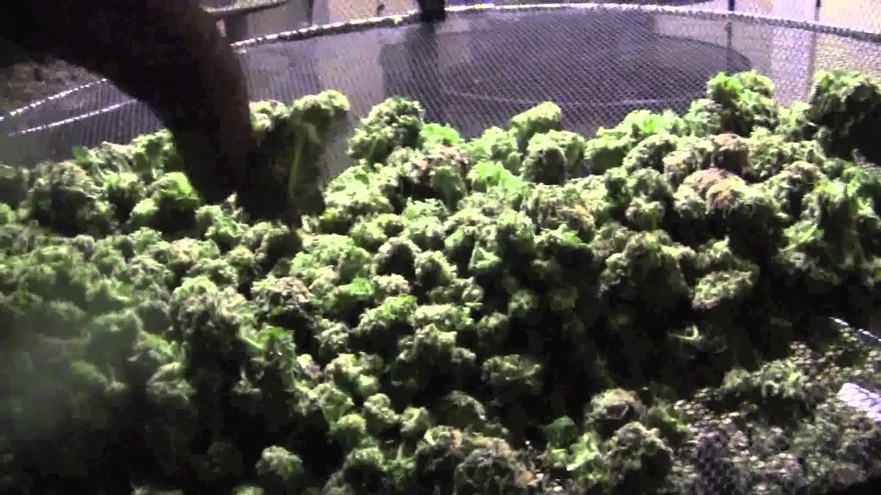 JAVA STARR C.B.N.tv.  420