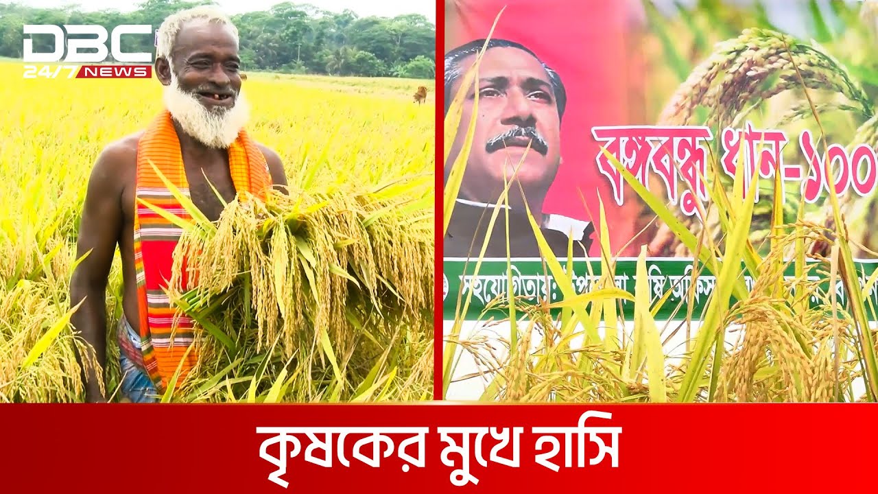 মাঠ জুড়ে বঙ্গবন্ধু ধান | DBC News Special