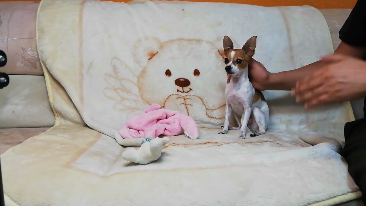 La verdad sobre las orejas del perro chihuahua | Cabeza de venado #mascotas #perrochihuahua
