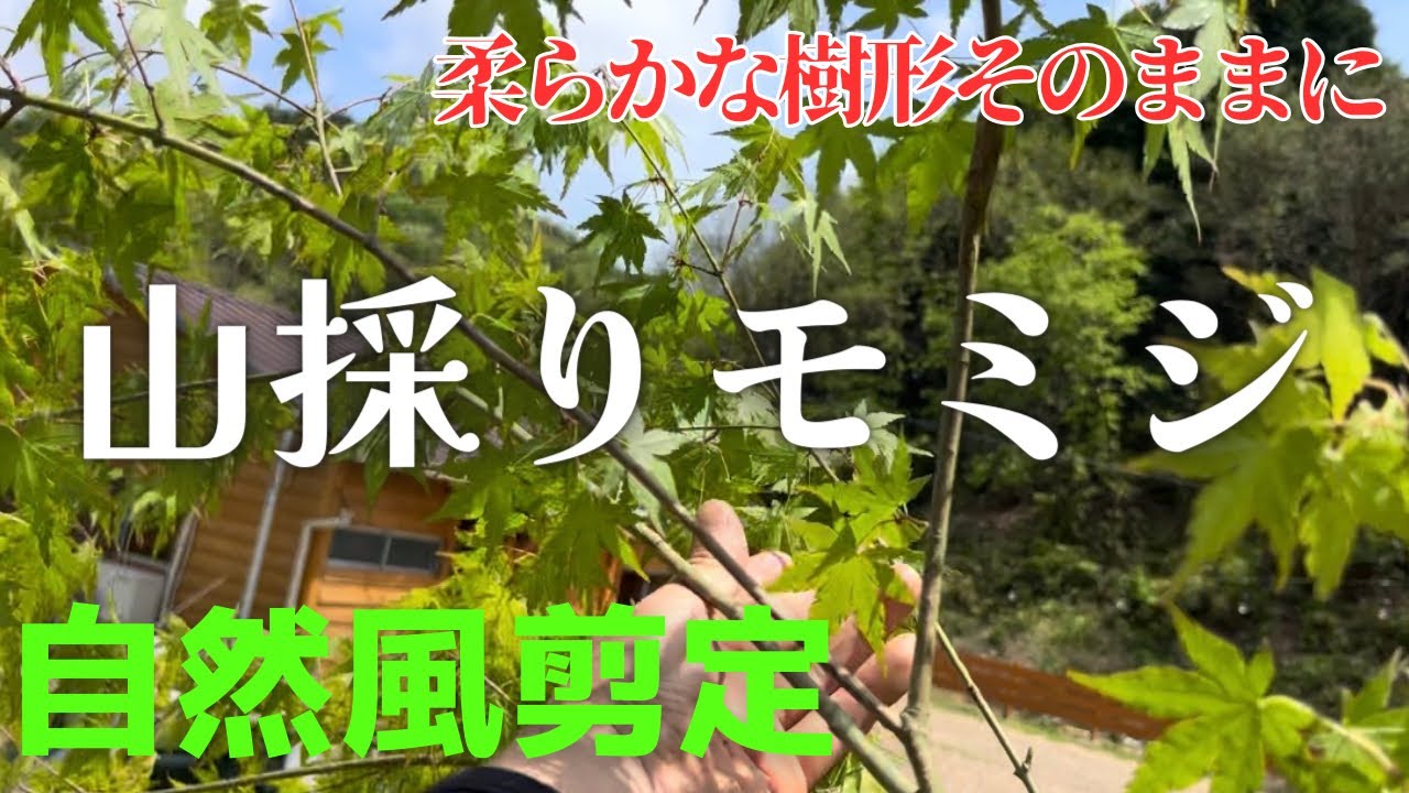 【山採りモミジ自然風剪定】切り過ぎNG！ナチュラルな樹形を作るコツはコレ！〜Japanese maple pruning〜