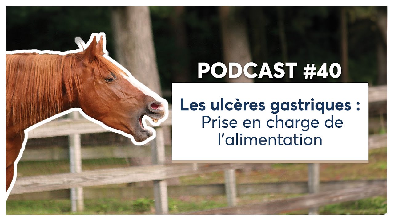 🎙️ Podcast véto #40 | Les ulcères gastriques : Prise en charge de l'alimentation 🐴
