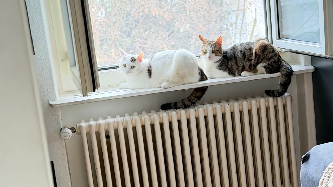 Cats On Repeat 🔥 The Ultimate Chaos Loop Stream