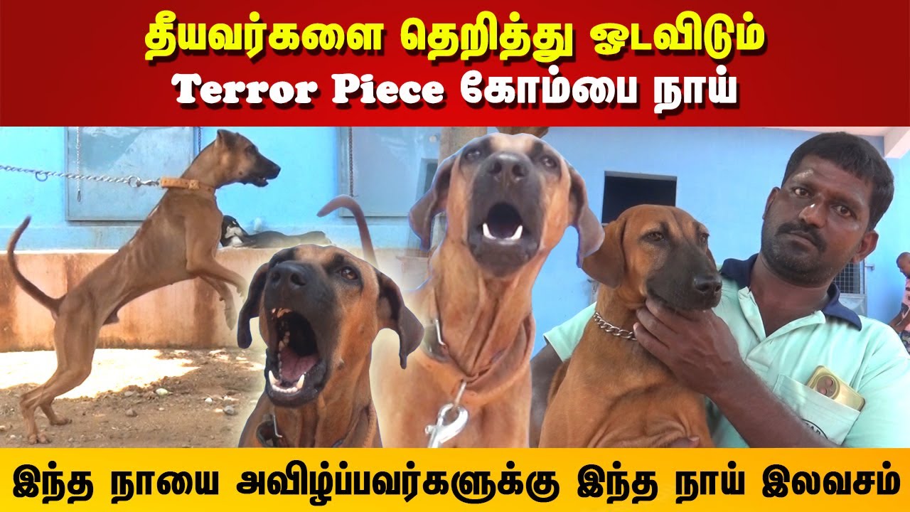 தீயவர்களை தெறித்து ஓடவிடும் கோம்பை நாய்