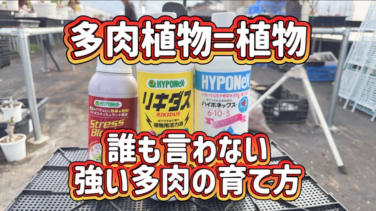 【多肉の育て方】【多肉植物は植物です】【誰も教えてくれない】【多肉の育て方】