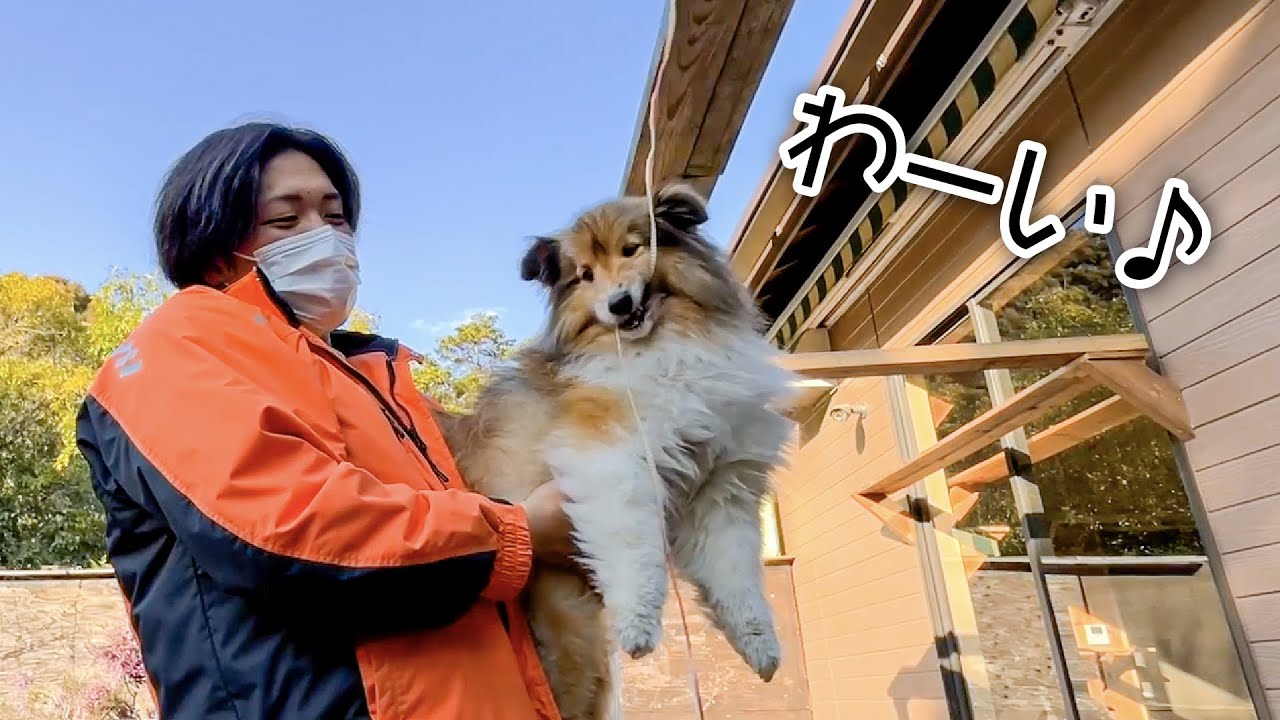大好きな飼育員に抱っこされながらエサを食べてご機嫌な犬
