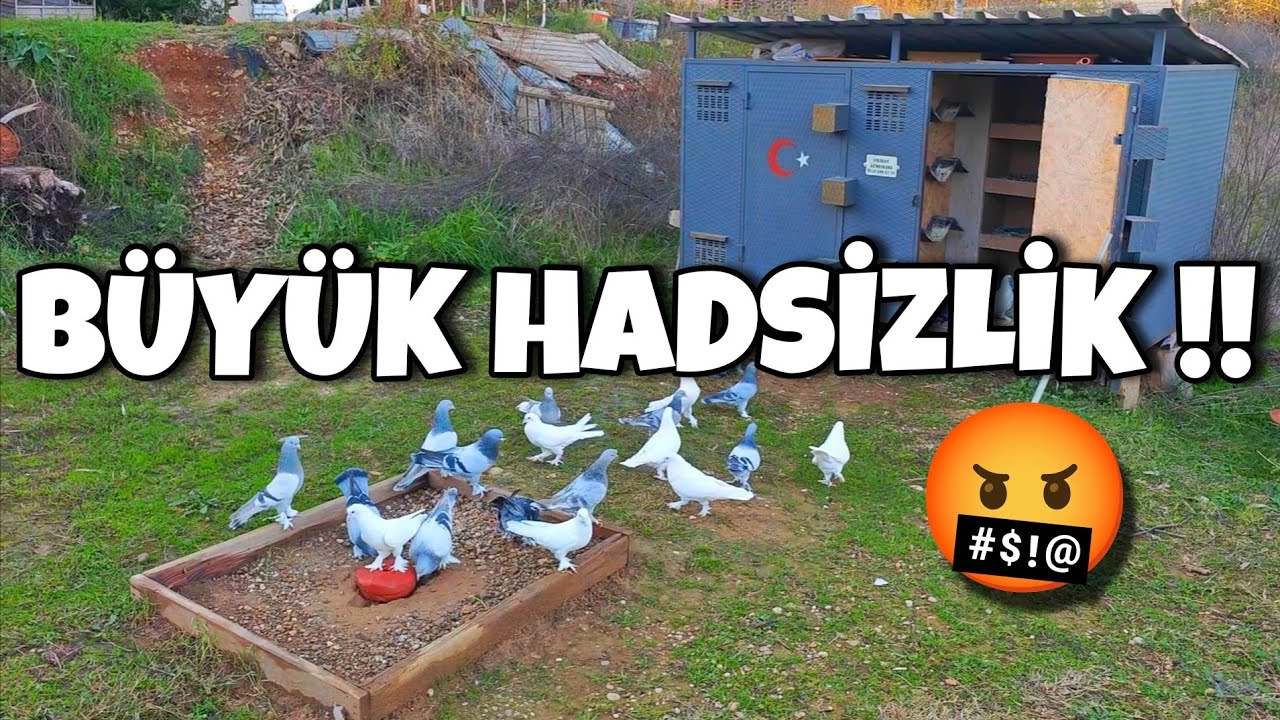 SAÇMALIĞIN BUKADARI ARTIK YA‼️#oyunkuşu #güvercin #taklacıgüvercin #pigeon #mardinoyunkuşu