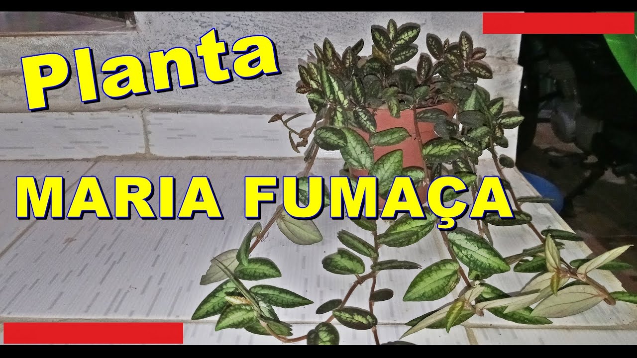 Planta MARIA FUMA&Ccedil;A Como Cuidar de planta Asa de Barata