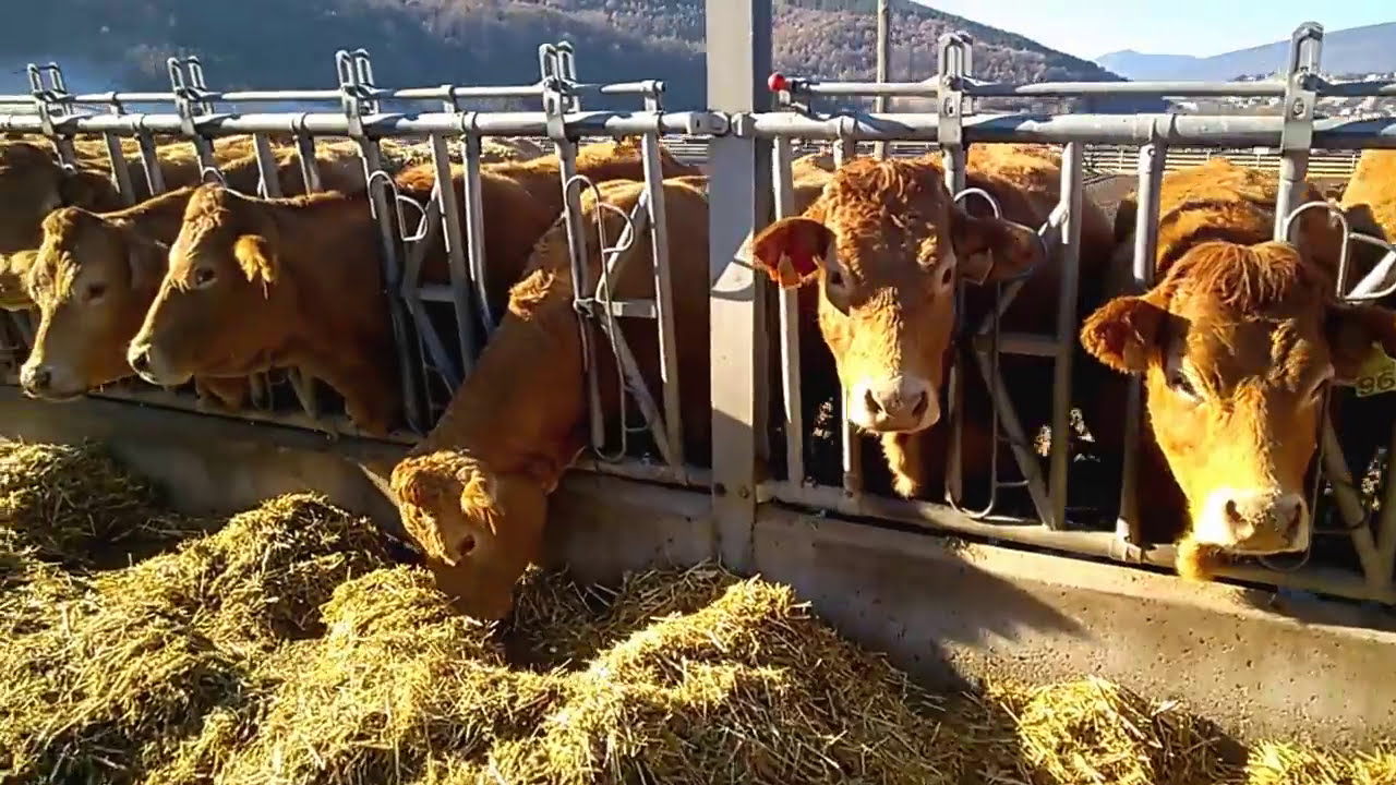 Vacas estabuladas Limousin unifeed