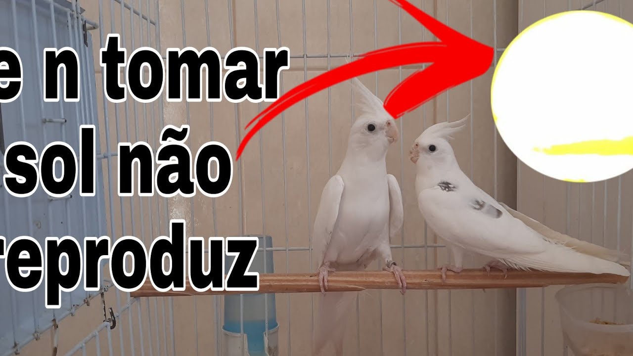 CALOPSITAS QUE N&Atilde;O TOMAM BANHO DE SOL FICAM DOENTES E N TEM FILHOTES.