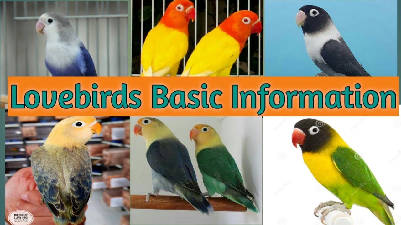 Lovebird basic information | Lovebirds mutation | fisheri and persanata | blue and green series |