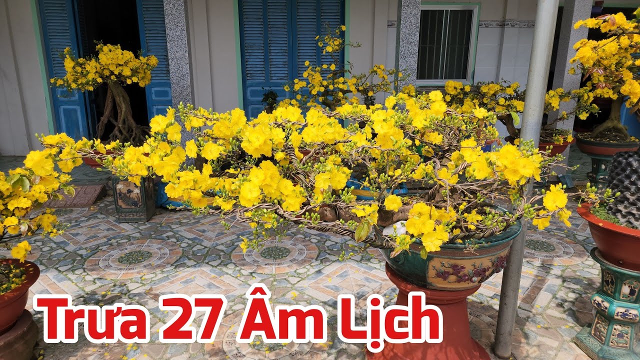 Trưa 27 Tết - Tổng Hợp Các Giống Mai Nở Hoa