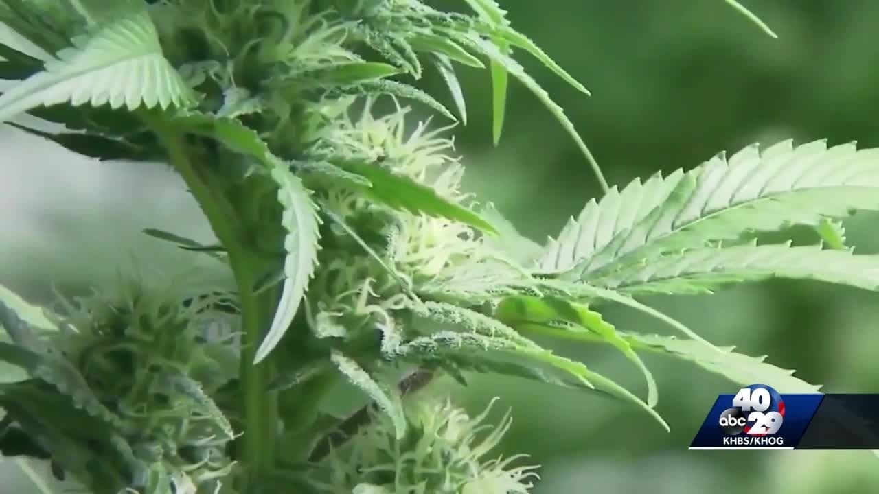 Marijuana cultivation facility in Berryville approved to start growing