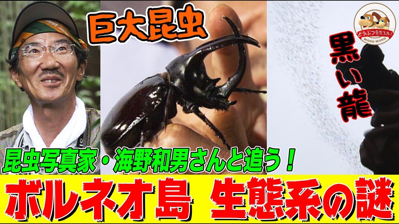 【巨大昆虫の宝庫】ボルネオ島のジャングルで洞窟に潜入！空に立ち上る黒い龍の正体を追え【どうぶつ奇想天外／WAKUWAKU】