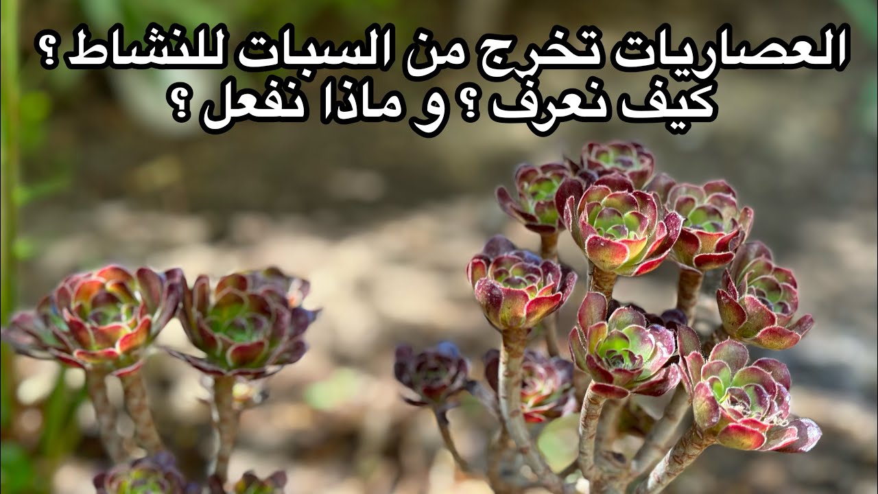 خروج شتويات النمو من السبات و ما يجب فعله الآن ! من أهم حلقات العصاريات! مواسم  العصاريات من الآخر !