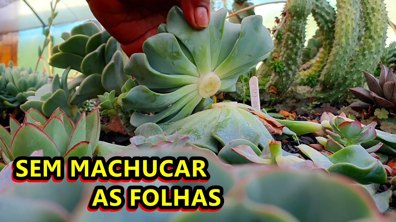 COMO DECAPITAR SUCULENTAS