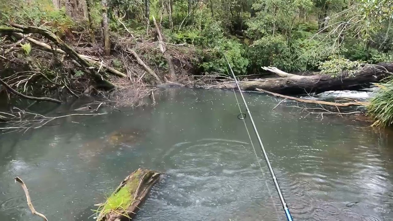 Southern Highlands Rainforest Rainbow Trout!