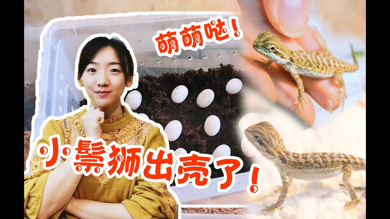 壹大群小獅子來襲! 小鬃獅孵化了,萌萌的蹦出殼! 孵蛋54天，鬃獅蜥孵化記錄【家說爬寵】