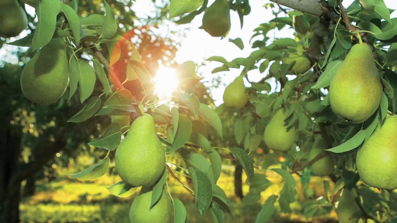 Sustainable Pear Farming in California
