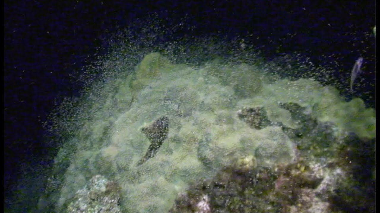 Coral Spawning Dives with Ocean Frontiers Dive Shop
